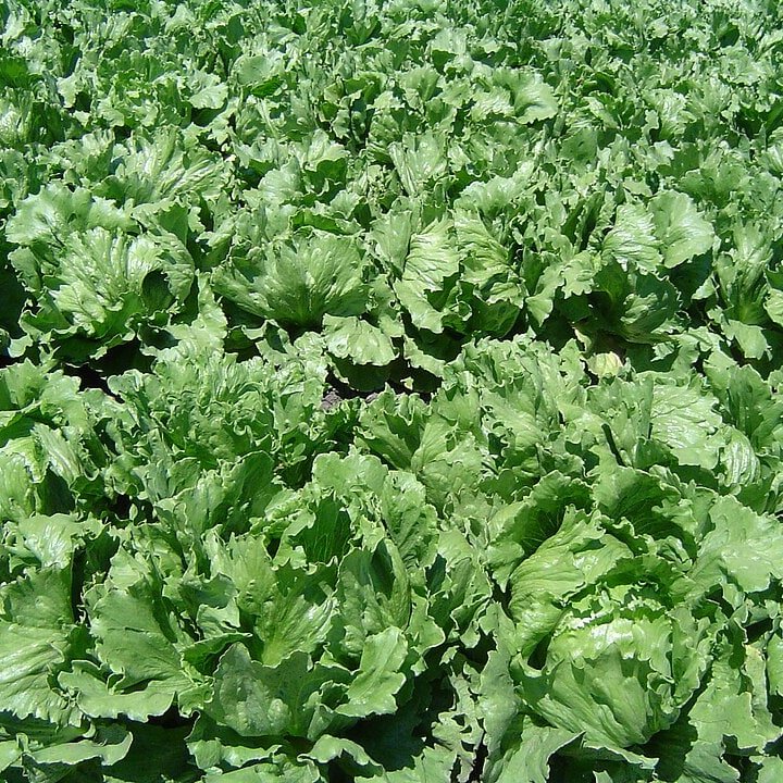 Little Gem Lettuce