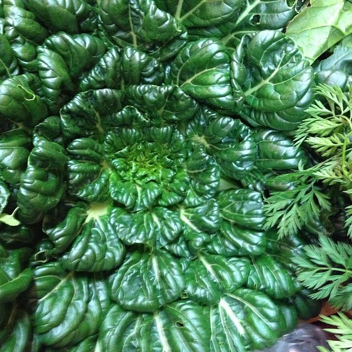 Tatsoi Rosette