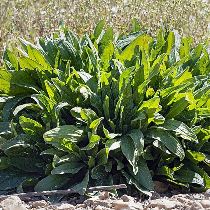 Sorrel Leaf Bundle