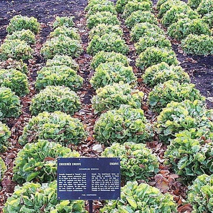 Endive Frisée