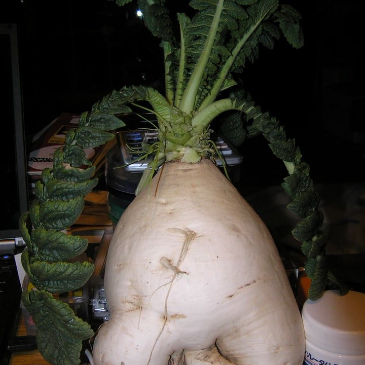 Daikon Radish White