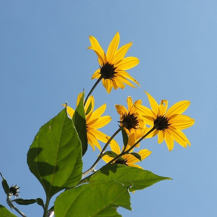 Jerusalem Artichoke