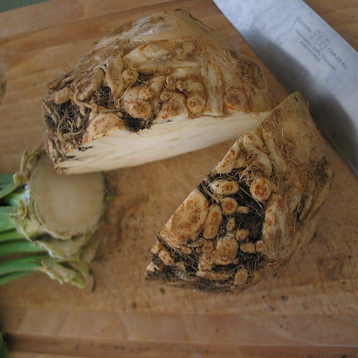 Celeriac Root