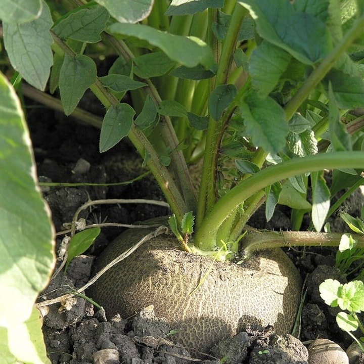 Black Radish Round