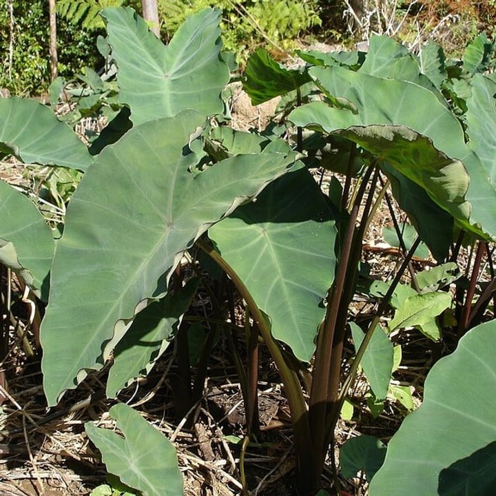 Taro Root Chunk
