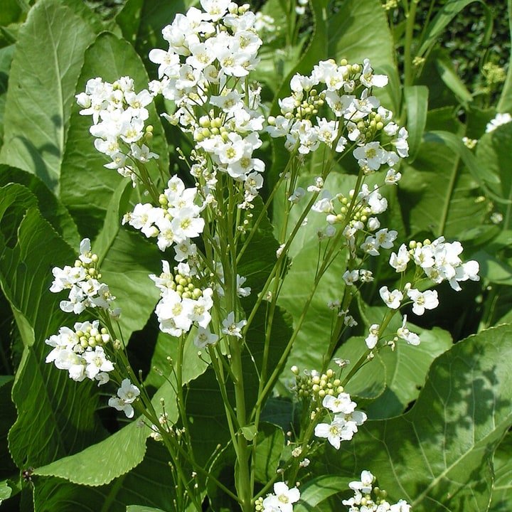 Horseradish Root