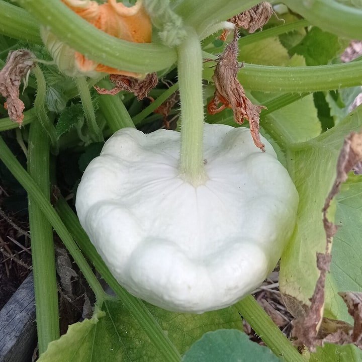 Pattypan Squash Yellow