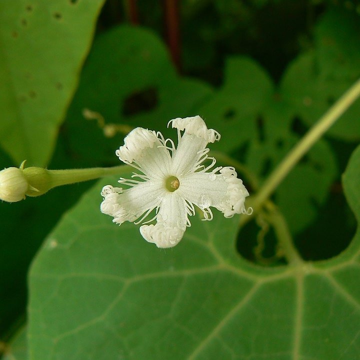 Snake Gourd Long