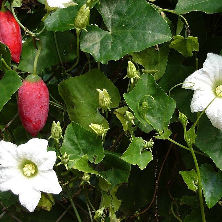 Ivy Gourd Tindora