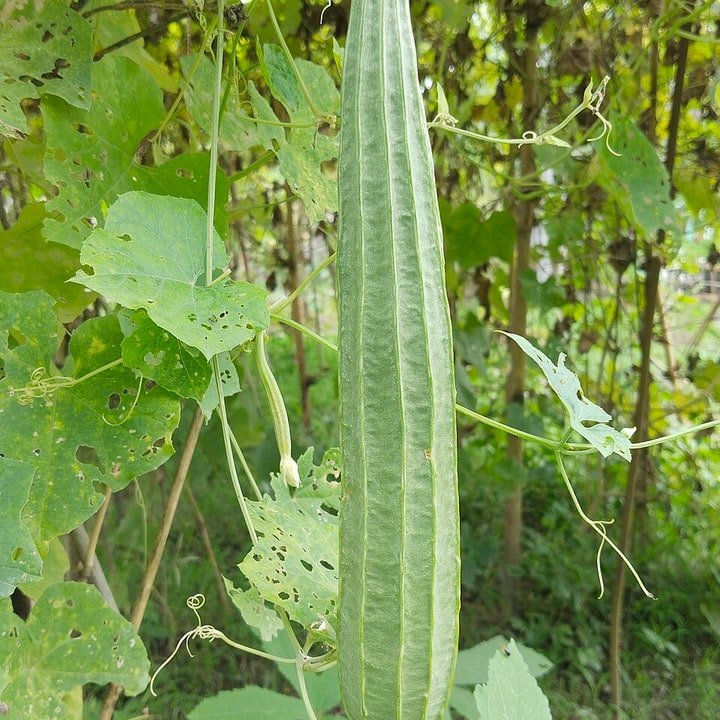 Luffa Gourd