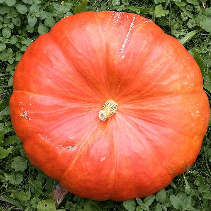 Hubbard Squash Blue