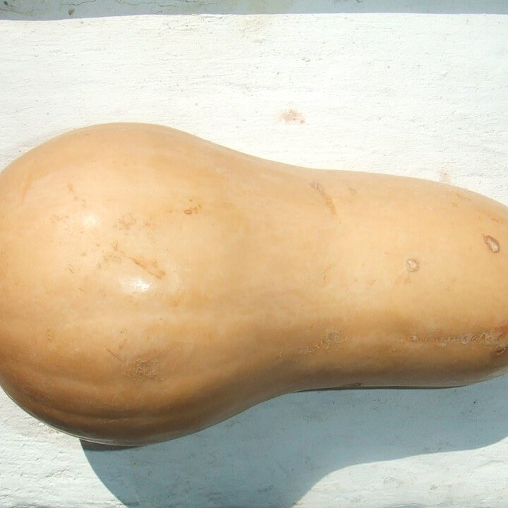 Calabash Gourd Round
