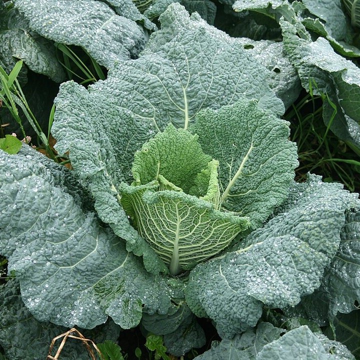 Savoy Cabbage