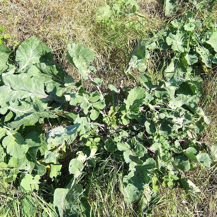 Pointed Cabbage