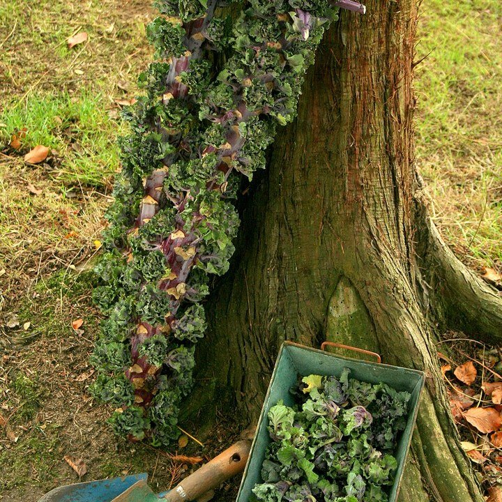 Kalettes Sprouts