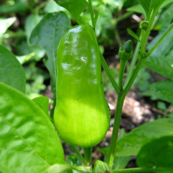 Fresno Chili