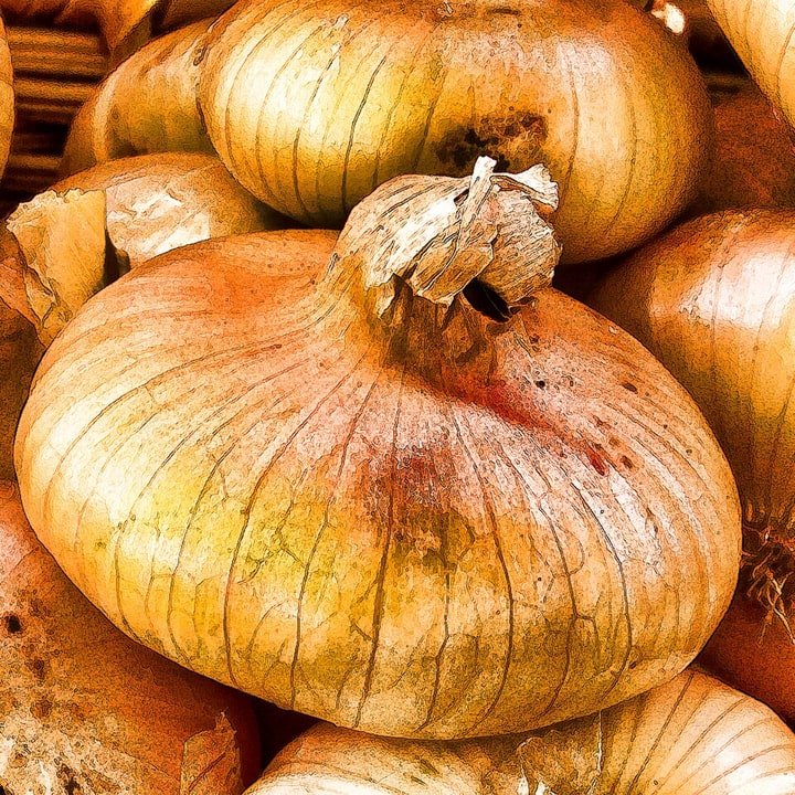 Cipollini Onion Gold