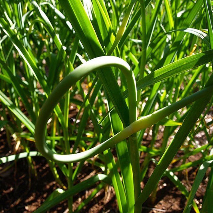 Garlic Scapes Bundle