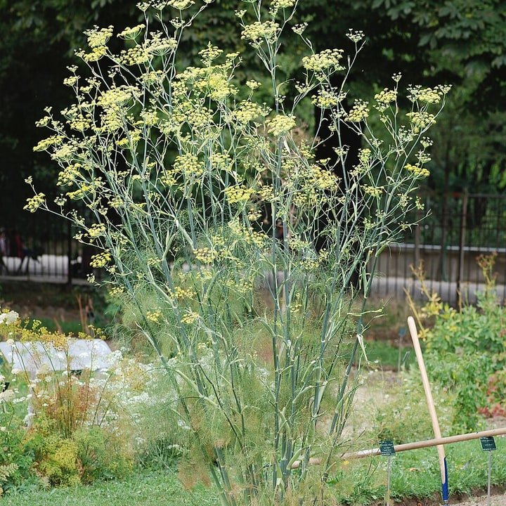 Fennel Frond Bulb