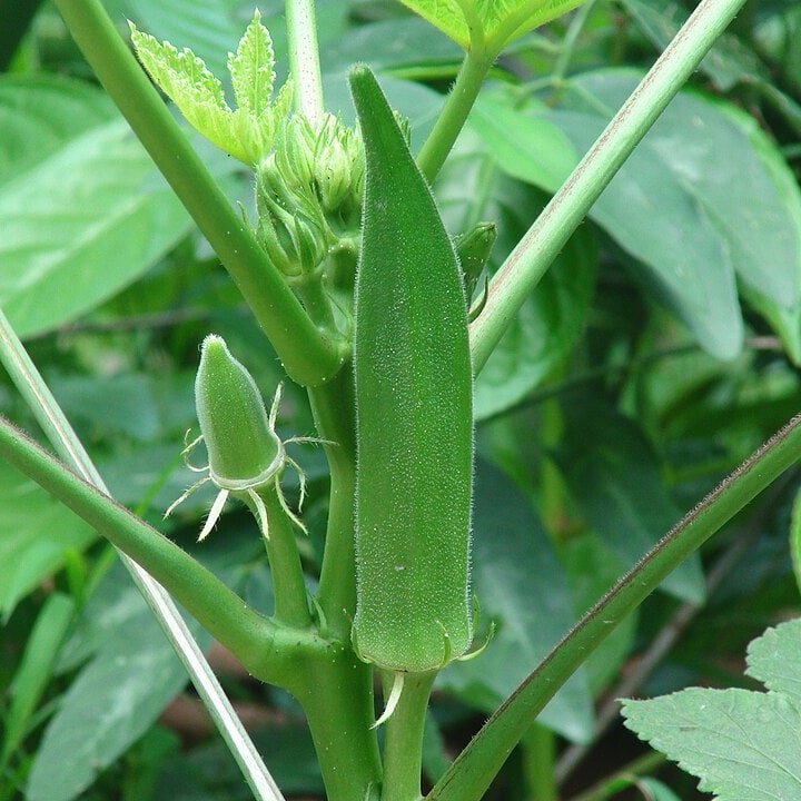 Okra Red Burgundy