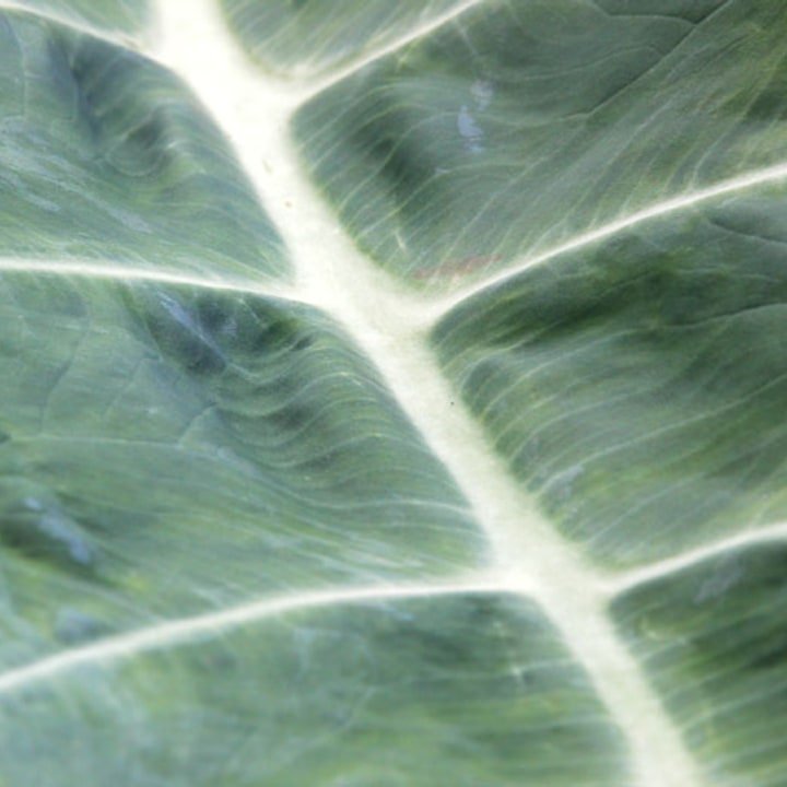 Taro Leaves