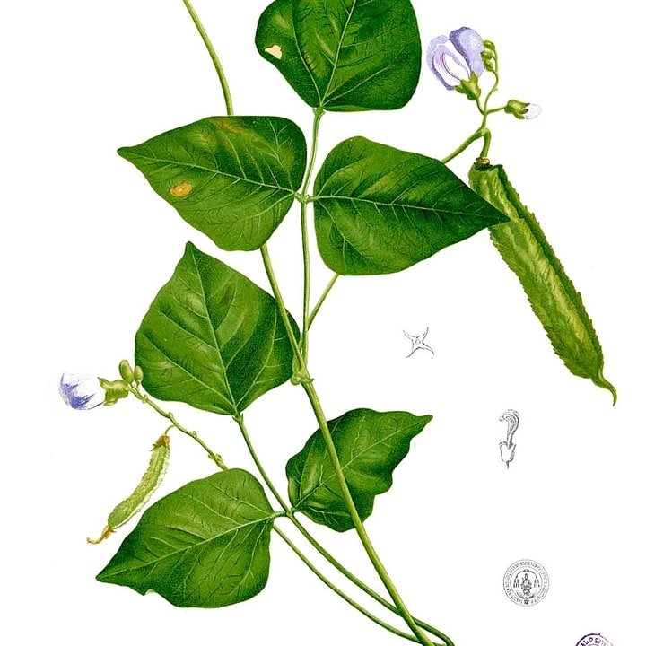 Winged Bean