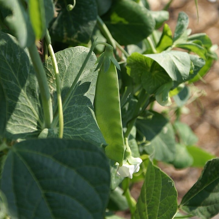Snow Pea Pod