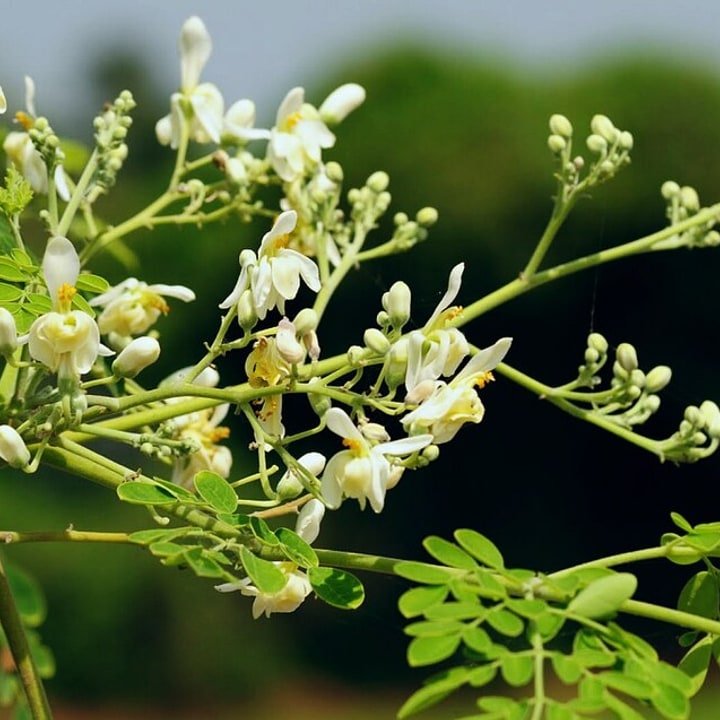 Moringa Leaf Bunch